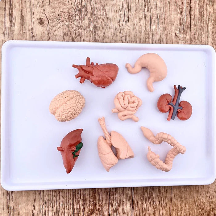 Figurenset in einer Tube TOOB – Innere Organe des Menschen - Tublu.de