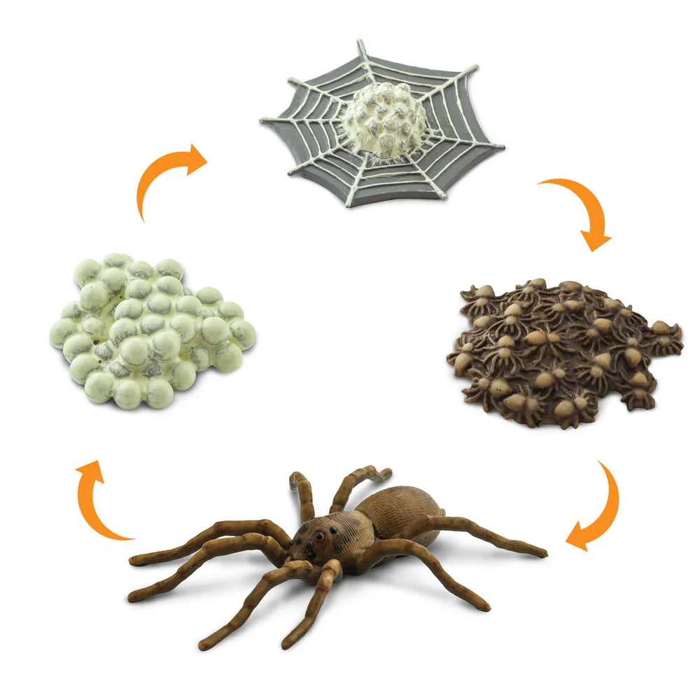 Figurenset Safariology - Der Lebenszyklus einer Spinne - Tublu.de