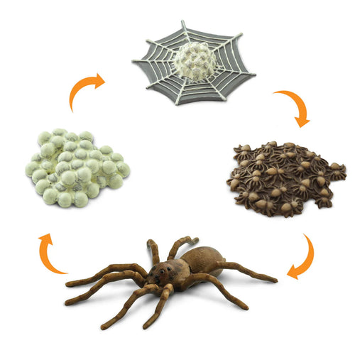 Figurenset Safariology - Der Lebenszyklus einer Spinne - Tublu.de